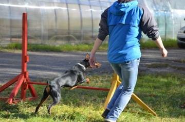 German Pinscher (creștere de deviație standard) german Pinscher