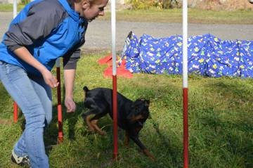 German Pinscher (alte creștere standard) german Pinscher
