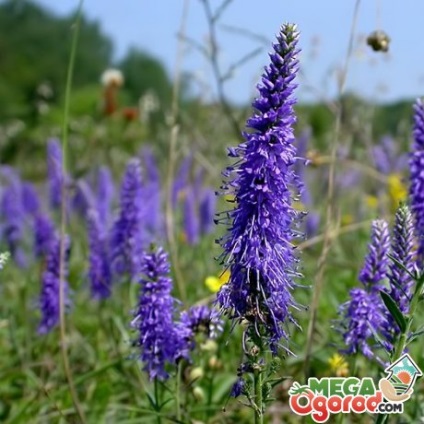 Gentle în grădina ta ventrilica (Veronica) Gentle Veronica în grădina ta