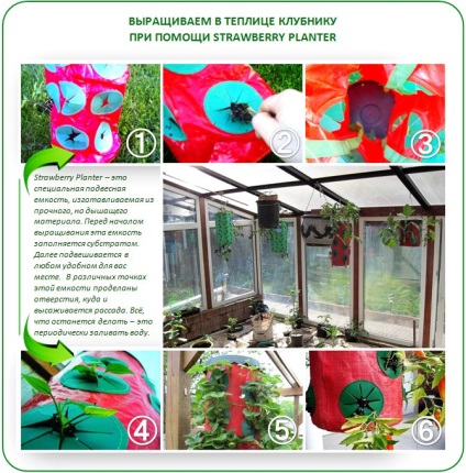 Topsy noua tehnologie balmeș într-o seră cresc rădăcini! (Noua tehnologie turvy topsy în seră, cresc rădăcini) Topsy noua tehnologie balmeș într-o seră cresc rădăcini!