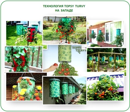 Topsy noua tehnologie balmeș într-o seră cresc rădăcini! (Turvy) Topsy noua tehnologie balmeș într-o seră cresc rădăcini!