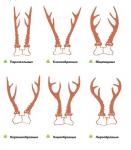 coarne de cerb cerb de prelucrare (coarne) cerb de prelucrare antler