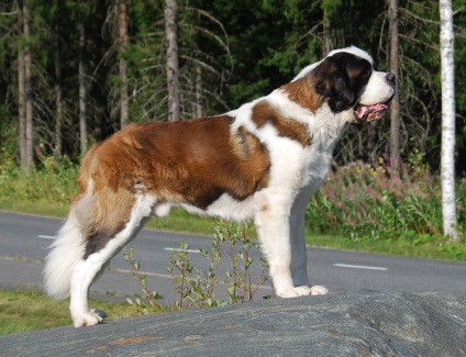 Prezentare generală a rasei de câine St. Bernard - eroina filmului principal numit Beethoven (câine) Prezentare generală a rasei de câine St. Bernard - principalul eroina filmului numit Beethoven