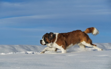 Prezentare generală a rasei de câine St. Bernard - eroina filmului principal numit Beethoven (piatra) Prezentare generală a rasei de câine St. Bernard - principalul eroina filmului numit Beethoven