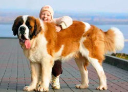 Prezentare generală a rasei de câine St. Bernard - eroina filmului principal numit Beethoven (piatra) Prezentare generală a rasei de câine St. Bernard - principalul eroina filmului numit Beethoven