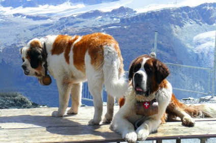 Prezentare generală a rasei de câine St. Bernard - eroina filmului principal numit Beethoven (Sf. Bernard) Prezentare generală a rasei de câine St. Bernard - principalul eroina filmului numit Beethoven