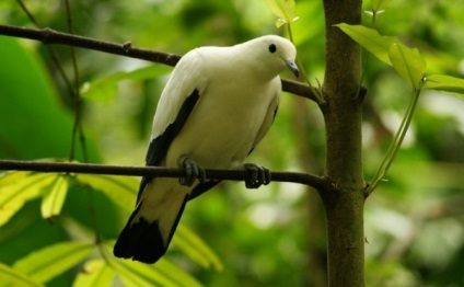 Privire de ansamblu asupra porumbeilor multicolore roșu, negru, roz, galben, verde și alte (verde) Privire de ansamblu de porumbei multi-colorate în roșu, negru, roz, galben, verde și alte