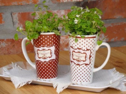 Garden pe pervaz (vegetal) O gradina de legume pe pervazul ferestrei