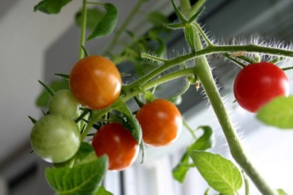 O gradina de legume pe pervazul ferestrei (oamenii cresc acasă) O gradina de legume pe pervazul ferestrei