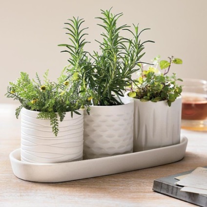Garden pe pervaz (vegetal) O gradina de legume pe pervazul ferestrei