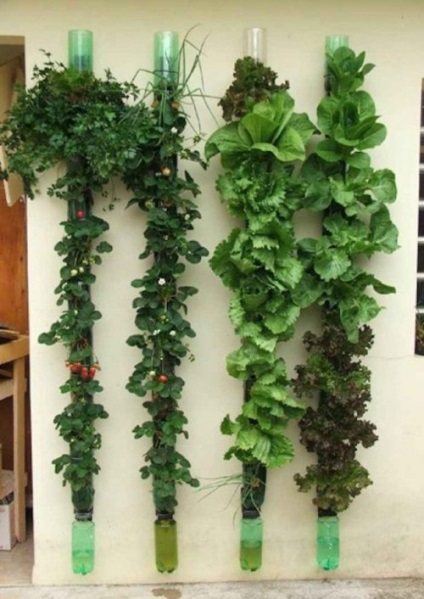 O gradina de legume pe pervazul ferestrei (cultivate acasă) O gradina de legume pe pervazul ferestrei