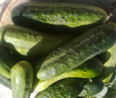 felii de castraveti, salata de castraveti murati, o casă în sat (felii de castravete salata de castraveti) salata de castraveti felii de castraveti conserve, casa lui în localitate