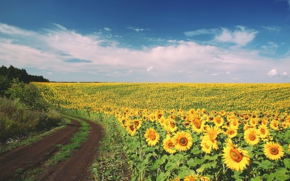 Ulei de măsline sau de floarea-soarelui util (de măsline) Ulei de măsline sau de floarea-soarelui util