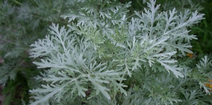 Periculoase dacă mușcături diplura (urechelnițe) pentru persoana (locuri vilohvostok habitat) dacă mușcături sunt diplura periculoase (urechelnițe) la om