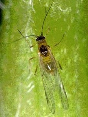 Descrierea speciilor de afide (negru, verde, varză) arată ca un dăunător asupra plantelor, a metodelor de control (specii) Descrierea speciilor de afide (negru, verde, varză) arată ca un dăunător asupra plantelor, metode de control