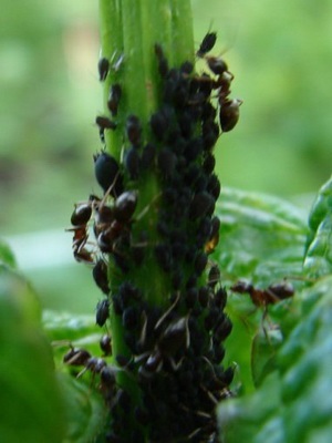Descrierea speciilor de afide (negru, verde, varză) arată ca un dăunător asupra plantelor, a metodelor de control (arata) Descrierea speciilor de afide (negru, verde, varză) arată ca un dăunător asupra plantelor, metode de control