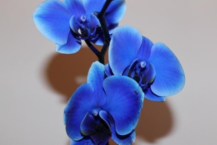 albastru Orchid - Frumusețe în străinătate (albastru) albastru orhidee - frumusete de peste mări