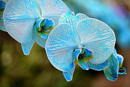 albastru Orchid - Frumusețe în străinătate (Beauty) albastru orhidee - frumusete de peste mări