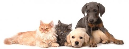 Caracteristici bezzernovyh a hranei pentru animale de super clasa premium Articolul (nevoi ridicat de energie) Caracteristici bezzernovyh hranei pentru animale super-premium de clasă Articolul