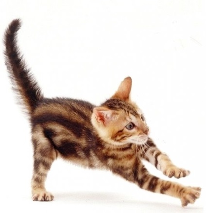 Caracteristici bezzernovyh a hranei pentru animale de super clasa premium, articolul (cantitatea de acizi grași) Caracteristici bezzernovyh hranei pentru animale super-premium de clasă Articolul