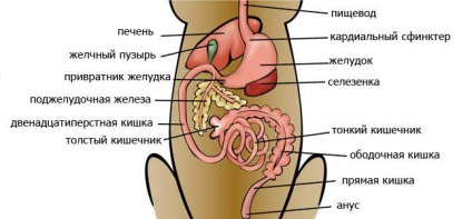 Caracteristici ale sistemului digestiv al câinelui (în special sistemul digestiv) Caracteristici ale sistemului digestiv al câinelui