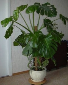 Caracteristici de îngrijire Monster, reproducerea in casa (de îngrijire la domiciliu Monstera) Caracteristici de îngrijire Monster, reproducerea in casa