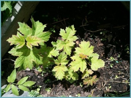 Caracteristici ale buldenezh Viburnum cultivare (Viburnum) Caracteristici ale buldenezh Viburnum cultivare
