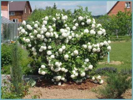 Caracteristici ale buldenezh Viburnum cultivare (buldenezh) Caracteristici ale buldenezh Viburnum cultivare