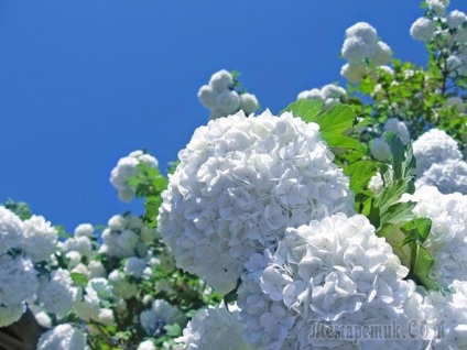 Caracteristici ale buldenezh Viburnum cultivare (Viburnum) Caracteristici ale buldenezh Viburnum cultivare