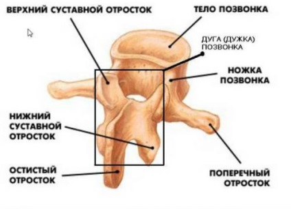procesul spinos a coloanei vertebrale și fracturi vertebrale (cervicale et al (fracturare) apofizei spinoase a coloanei vertebrale și fracturi vertebrale (de col uterin, etc.
