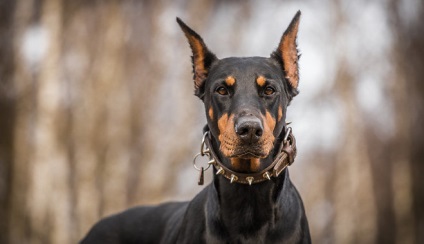 Feriți-vă de câine (câine) Păzește-te de câine