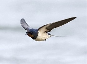 Înghițiți Valiant (curajos) Înghițiți curajos