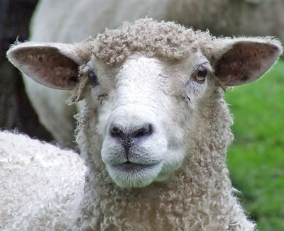 Sheep - căutarea după ovine - rase de ovine (ovine) Sheep - căutarea după ovine - rase de ovine