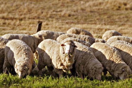 Sheep - căutarea după ovine - rase de ovine (ovine video) Sheep - căutarea după ovine - rase de ovine