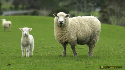 Sheep - căutarea după ovine - rase de ovine (rasa de oi) Sheep - căutarea după ovine - rase de ovine