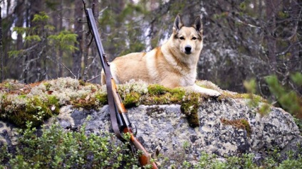 Vânătoare cu un videoclip husky (Laika vânătoare vier video de urs Moose) Vanatoare cu un videoclip husky