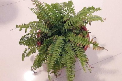 de îngrijire la domiciliu camera Fern (camera) de îngrijire la domiciliu cameră Fern