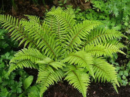 de îngrijire la domiciliu camera Fern (camera) de îngrijire la domiciliu cameră Fern