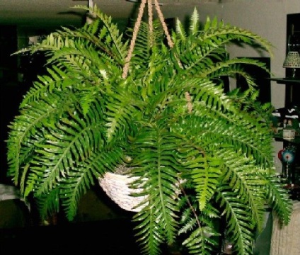 de îngrijire la domiciliu Fern camera (ingrijire) de îngrijire la domiciliu cameră Fern