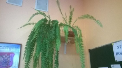 de îngrijire la domiciliu cameră Fern (feriga) de îngrijire la domiciliu cameră Fern