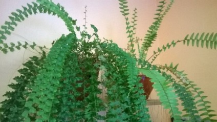 de îngrijire la domiciliu camera Fern (camera) de îngrijire la domiciliu cameră Fern