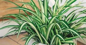 de îngrijire la domiciliu Fern camera (ingrijire) de îngrijire la domiciliu cameră Fern