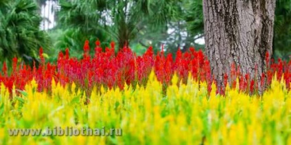 Parcul Nong Nooch (Nong Nooch) Parcul Nong Nooch