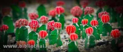 Parcul Nong Nooch (tocilar literalmente) Parcul Nong Nooch