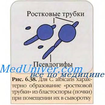 Candidoza Patogenia (un antibiotic cu spectru larg) Patogenia candidozei