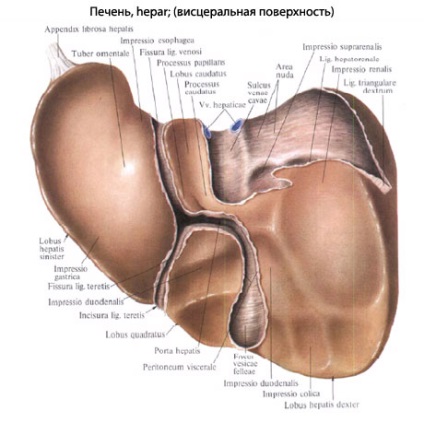 structura umana a ficatului, anatomia organelor, funcția (ficat) Structura ficatului uman, anatomie organ, funcția