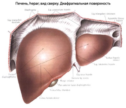 structura umana a ficatului, anatomia organelor, funcția (organ) Structura ficatului uman, anatomie organ, funcția