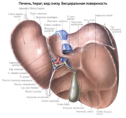 structura umana a ficatului, anatomia organelor, funcția (structură) Structura ficatului uman, anatomie organ, funcția