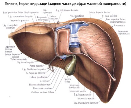 structura umana a ficatului, anatomia organelor, funcția (Fisura venae cave) Structura ficatului uman, anatomie organ, funcția