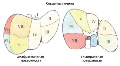 structura umana a ficatului, anatomia organelor, funcția (organ) Structura ficatului uman, anatomie organ, funcția